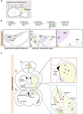 Neuronal Subset-Specific Migration and Axonal Wiring Mechanisms in the Developing Midbrain Dopamine System